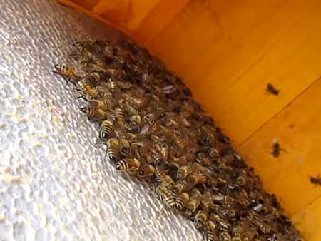 Cлабые пчелиные семьи
