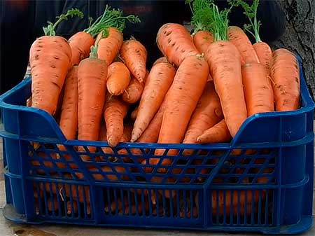 Как правильно выращивать морковь