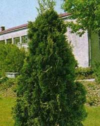 Портал для садоводов Landscape.ua: создаем композиции декоративно-лиственных растений