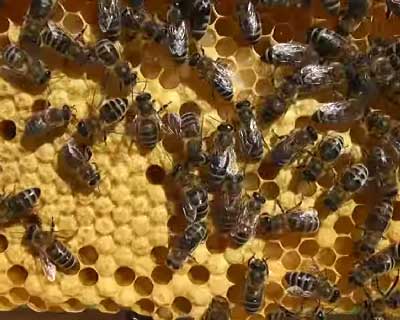 Преимущества сильных пчелиных семей