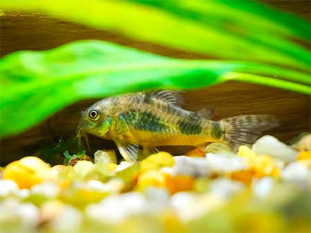 Аквариумные рыбки, особенности видов для содержания в условиях аквариума