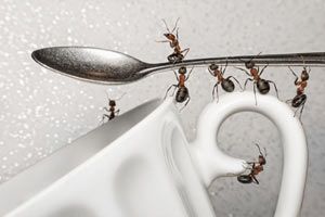 Домашние муравьи: проблема решаема