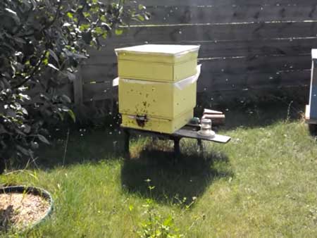 Наращивание пчел