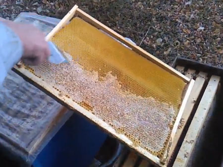 Обеспечения пчел с осени доброкачественными кормами
