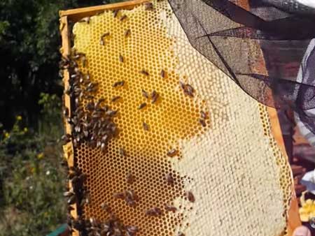 Осенняя ревизия пчелиных семей