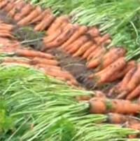 Ранняя морковь – как выращивать