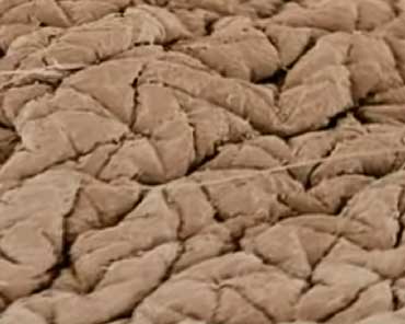 кожа под микроскопом