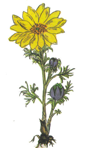 Адонис весенний (горицвет,   черногорка) - фармакологические свойства
