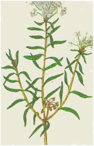 Багульник болотный. Berberis vulgaris L.