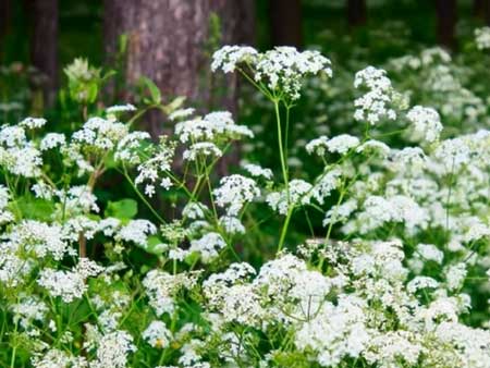 Тысячелистник