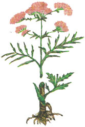 Валериана лекарственная.  Valeriana officinalis L.