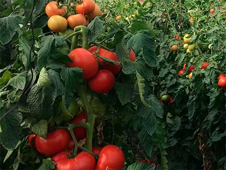 Выращивание помидор