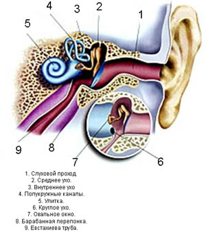 Инородные тела в ухе, оказание помощи при попадании инородного тела в ухо