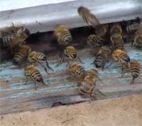Укус пчелы, первая помощь