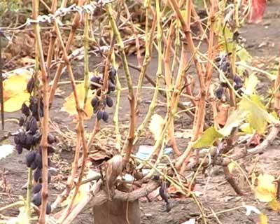 Обработка почвы на виноградниках