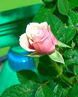 Розы бенгальские