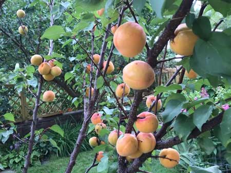 Абрикос – сорта абрикоса