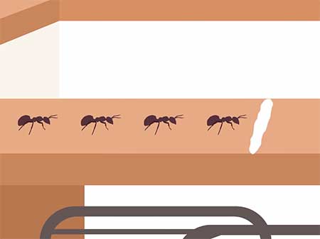 Борьба с муравьями, средства для борьбы с муравьями