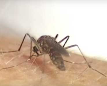 Чего не любят комары