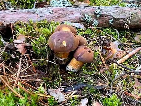 Сбор грибов, общие рекомендации по сбору грибов