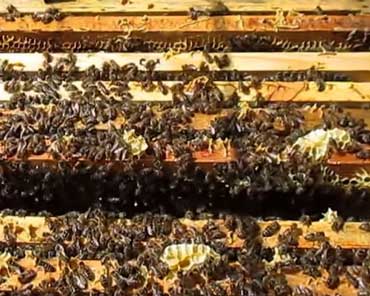 Гнездо пчелиной семьи