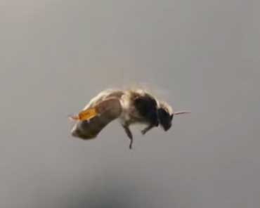 Матка — родоначальница пчелиной семьи