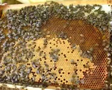 Основные сведения о пчелах, пчелиная семья