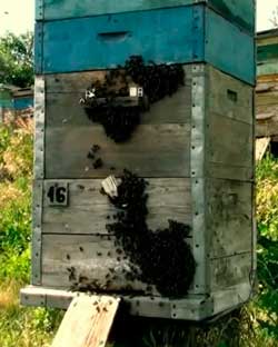 Размножение пчелиных семей естественное (роями) и искусственное (отводками)