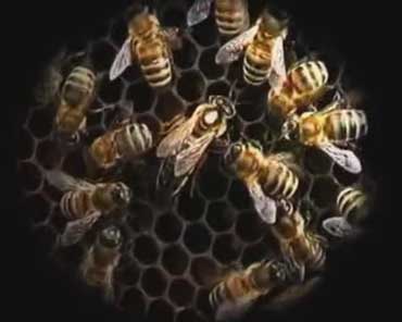 Строение пчел