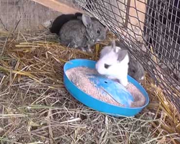 Уход за крольчатами