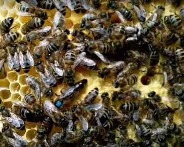 пчелы Украинской Степной породы