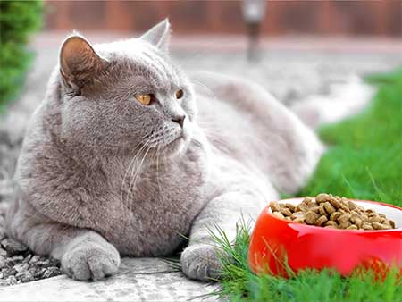 Хороший корм для кошек и собак – корм без консервантов