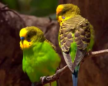 Методики: как научить попугая разговаривать